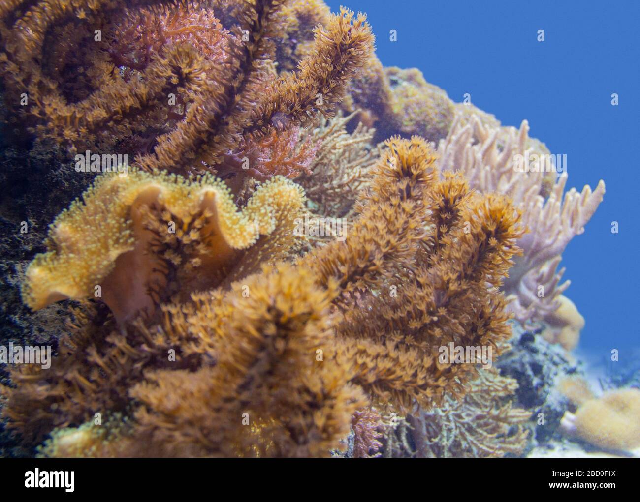 scenario della barriera corallina con coralli e anemoni marini diversi Foto Stock
