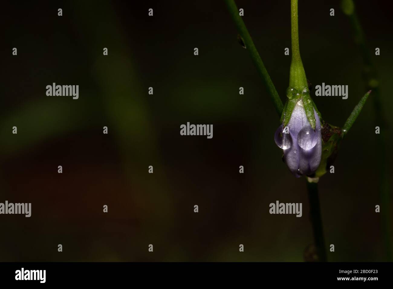 Gocce di pioggia sul fiore viola assomiglia agli occhi Foto Stock