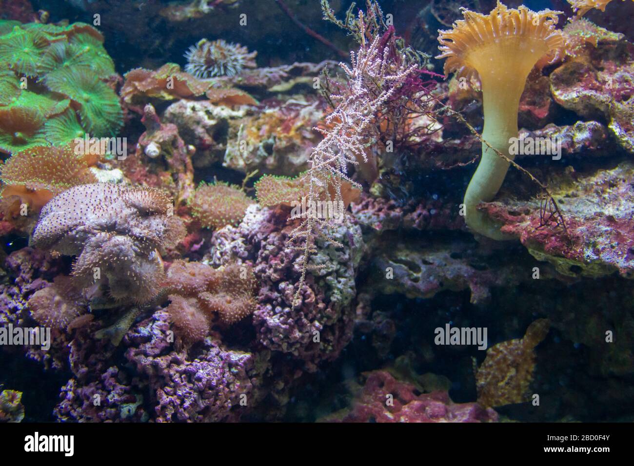 colorato paesaggio della barriera corallina con molti coralli, anemoni marini e pesci diversi Foto Stock