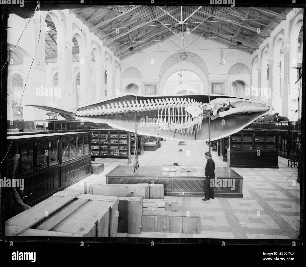 Whale Cast a USNM. Vetro rotto stabilizzato negativo.Whale gettato nella mostra dei mammiferi nella Sala Sud del Museo Nazionale degli Stati Uniti (USNM), ora noto come l'edificio delle Arti e delle Industrie, prima del trasferimento 1887 (è stato spostato dal suo monte e sospeso dal soffitto).Smithsonian Institute MNH-2322 Foto Stock