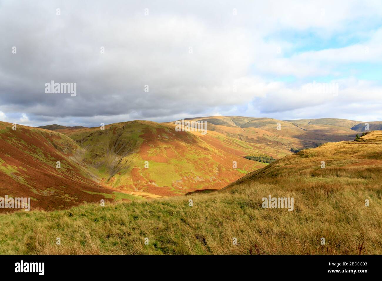 Vista sulle colline colorate d'autunno a nord della città scozzese di Moffat Dumfries e Galloway Scotland Foto Stock