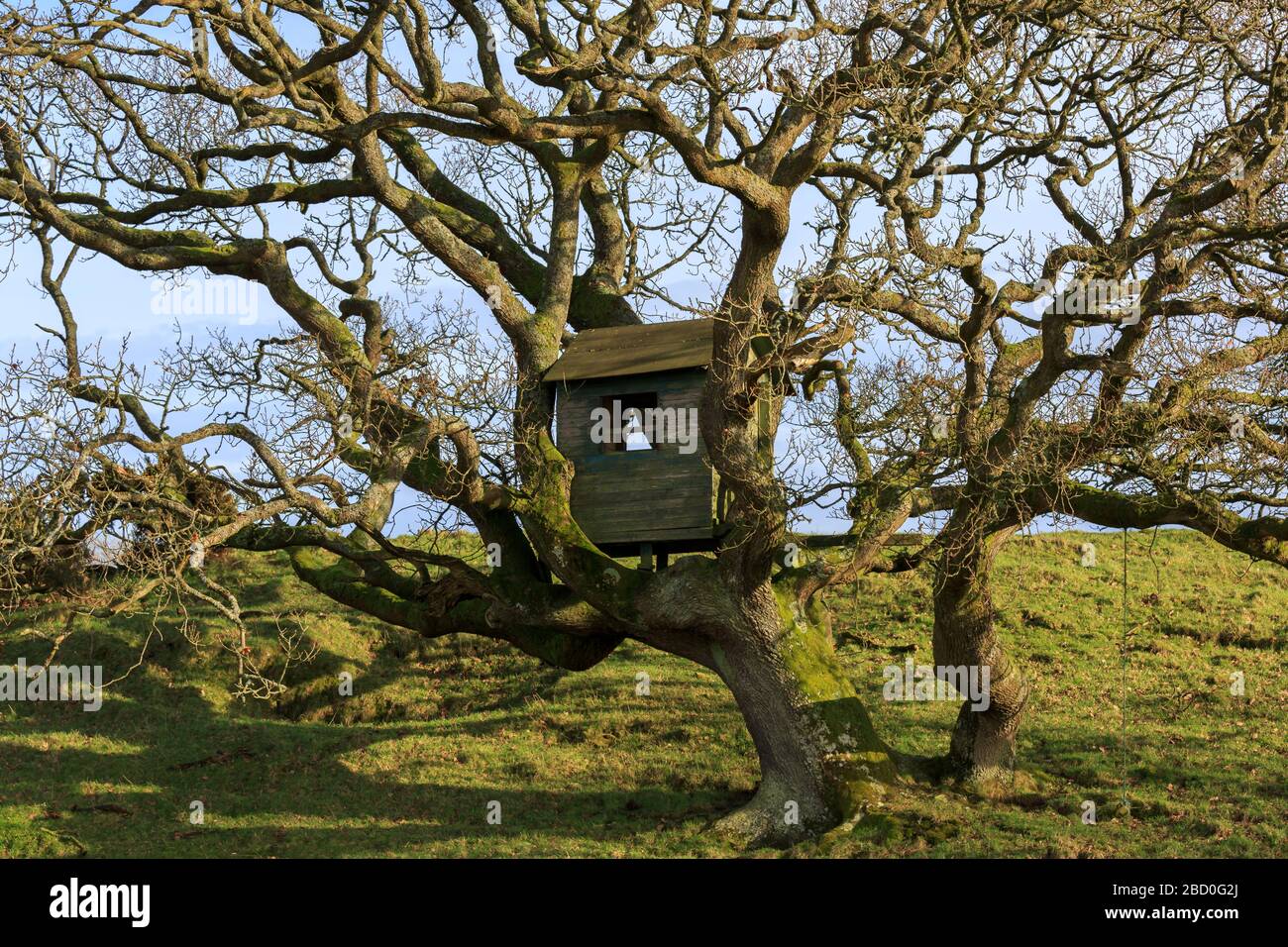 Casa di alberi in un albero di quercia illuminato dal sole a metà inverno Foto Stock