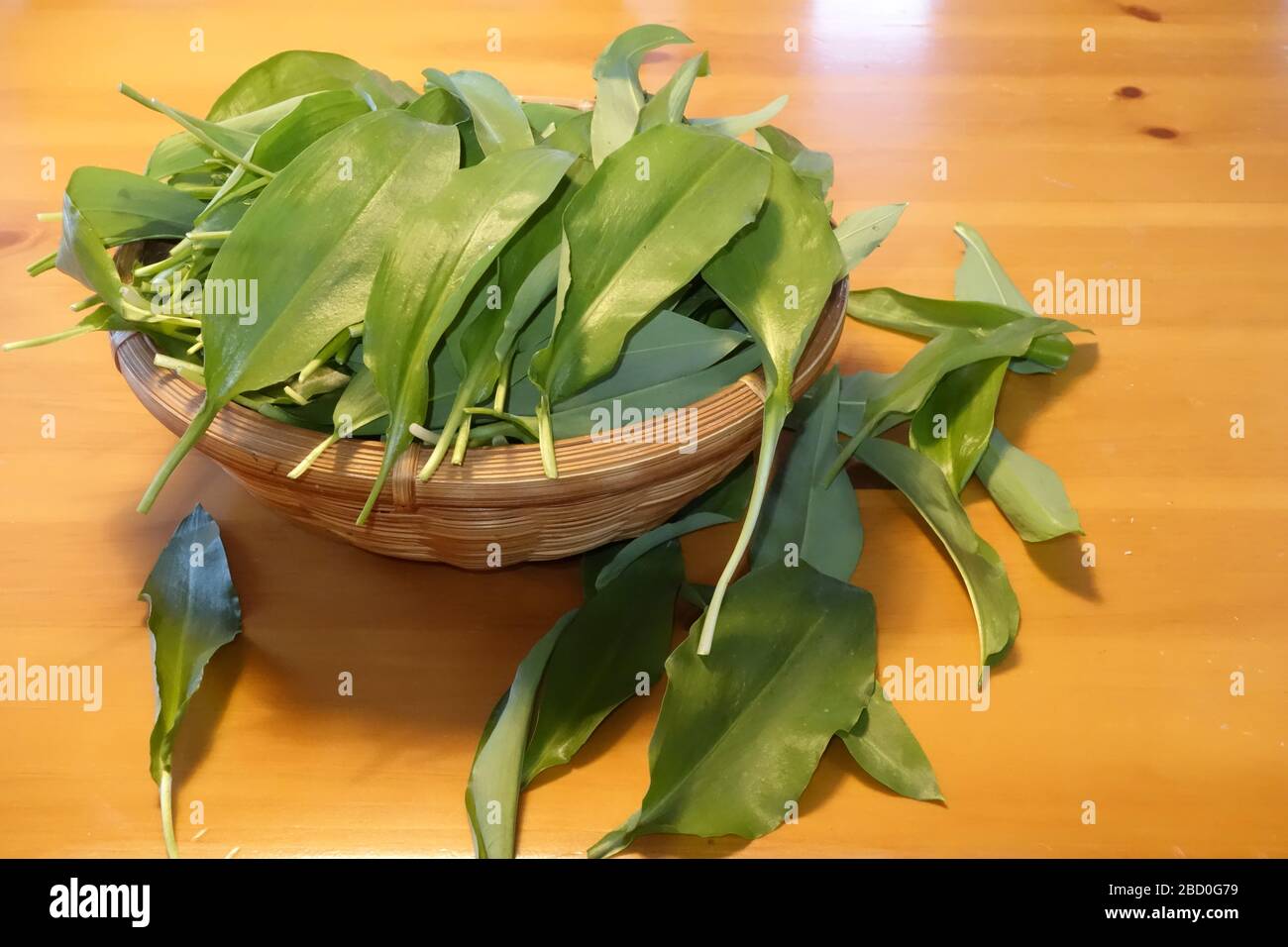 Aglio selvatico (Allium ursinum) appena raccolto in legno e conservato in cesto di vimini su rustico tavolo di legno. Foto Stock