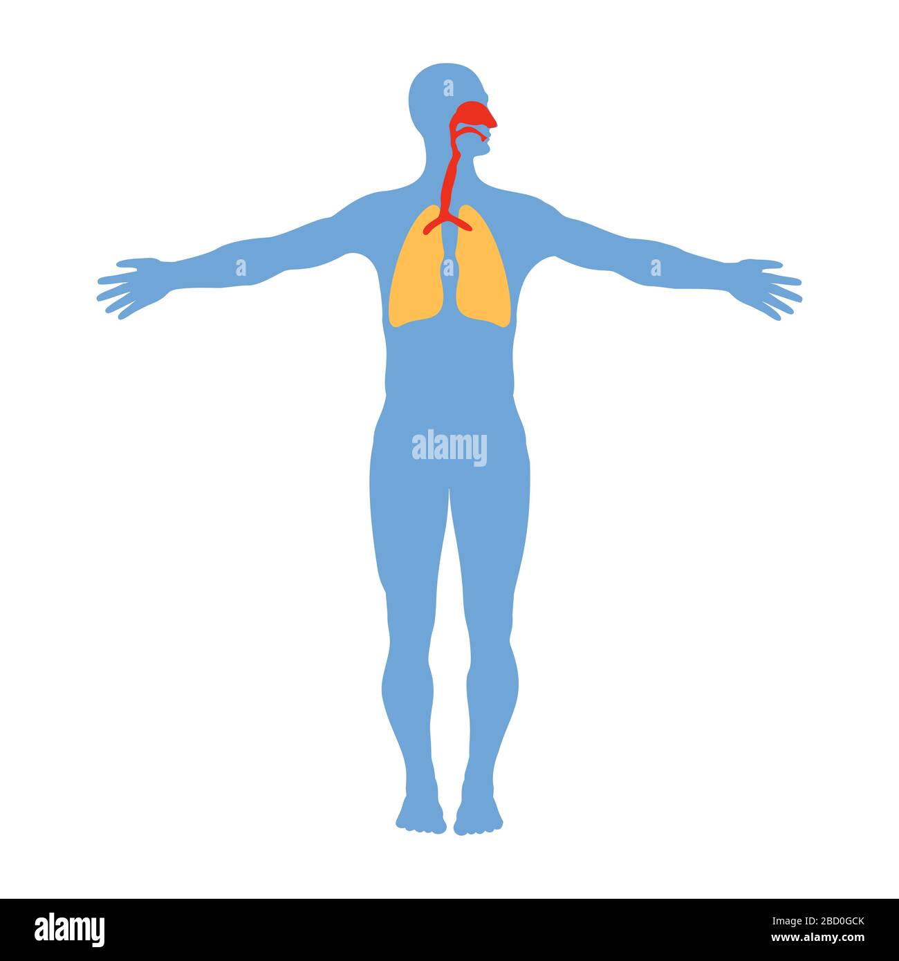 Anatomia del sistema respiratorio umano, isolata su sfondo bianco, illustrazione medica vettoriale. Illustrazione Vettoriale