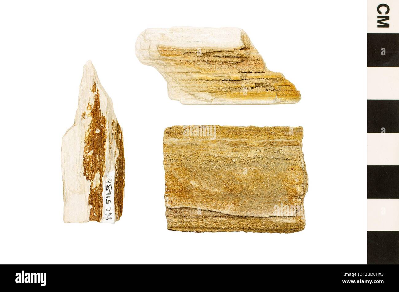 Legno di conifere. Questo oggetto fa parte della collezione Education and Outreach, alcuni dei quali sono nel centro di formazione scientifica Q?rius e disponibili per See.Mesozoic - Cretaceous714 Jan 202020202020Potomac Group Coniferous Wood Foto Stock