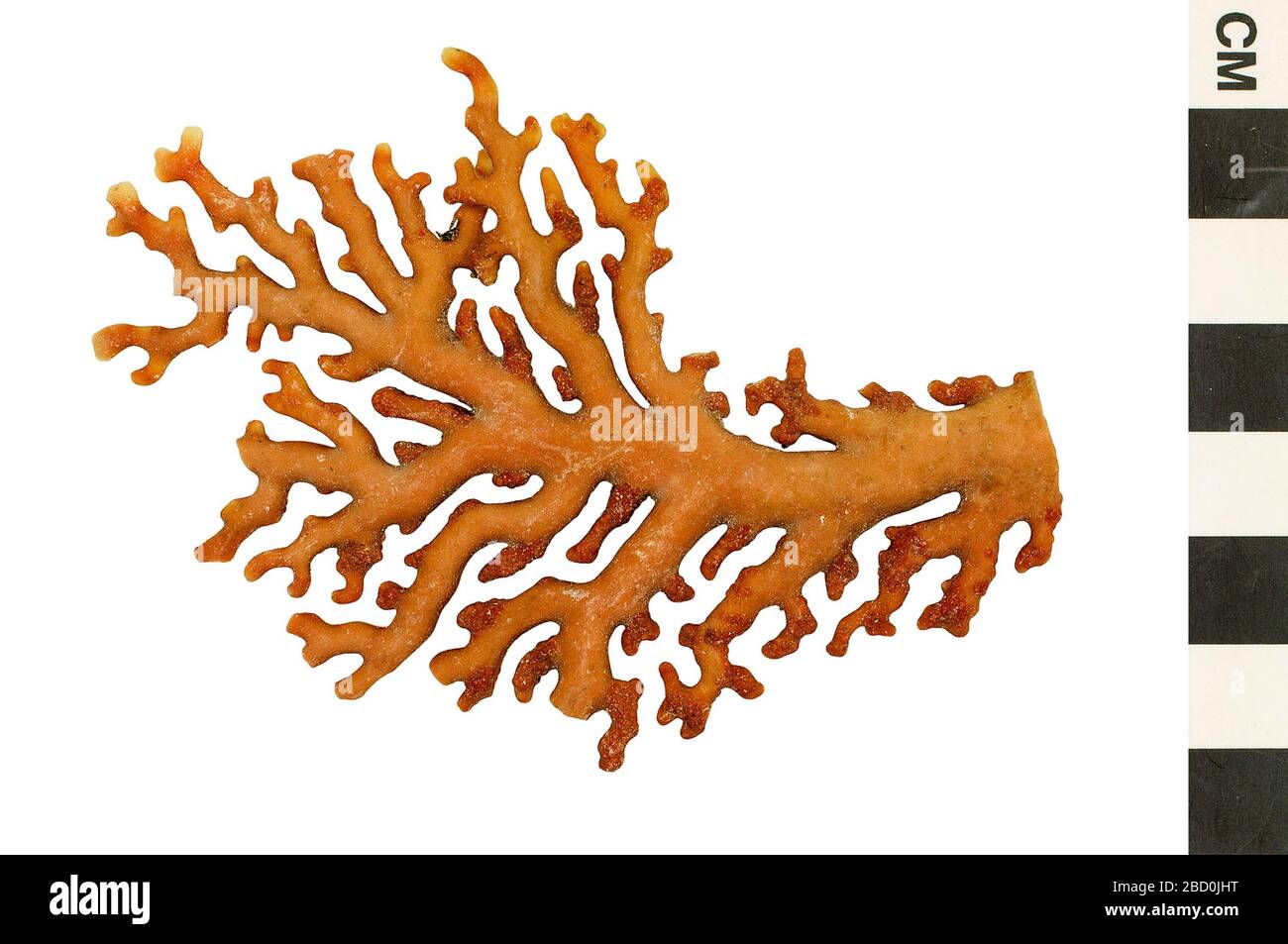 Corallo in pizzo. Questo oggetto fa parte della collezione Education and Outreach, alcuni dei quali sono nel centro di formazione scientifica Q?rius e disponibili per vedere.214 Gen 2020 Lace Coral Foto Stock