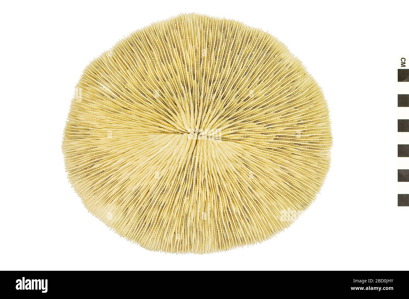 Corallo di funghi. Questo oggetto fa parte della collezione Education and Outreach, alcuni dei quali sono nel centro di formazione scientifica Q?rius e disponibili per vedere.114 Gen 2020 Mushroom Coral Foto Stock