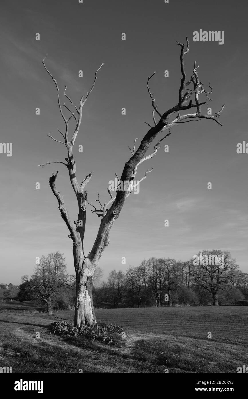 Rural Cheshire, mattina di primavera brillante, albero di quercia morto, sentiero, stile e ponte a piedi, sentiero pubblico, pubblico diritto di strada, cancello, nero e bianco. Foto Stock