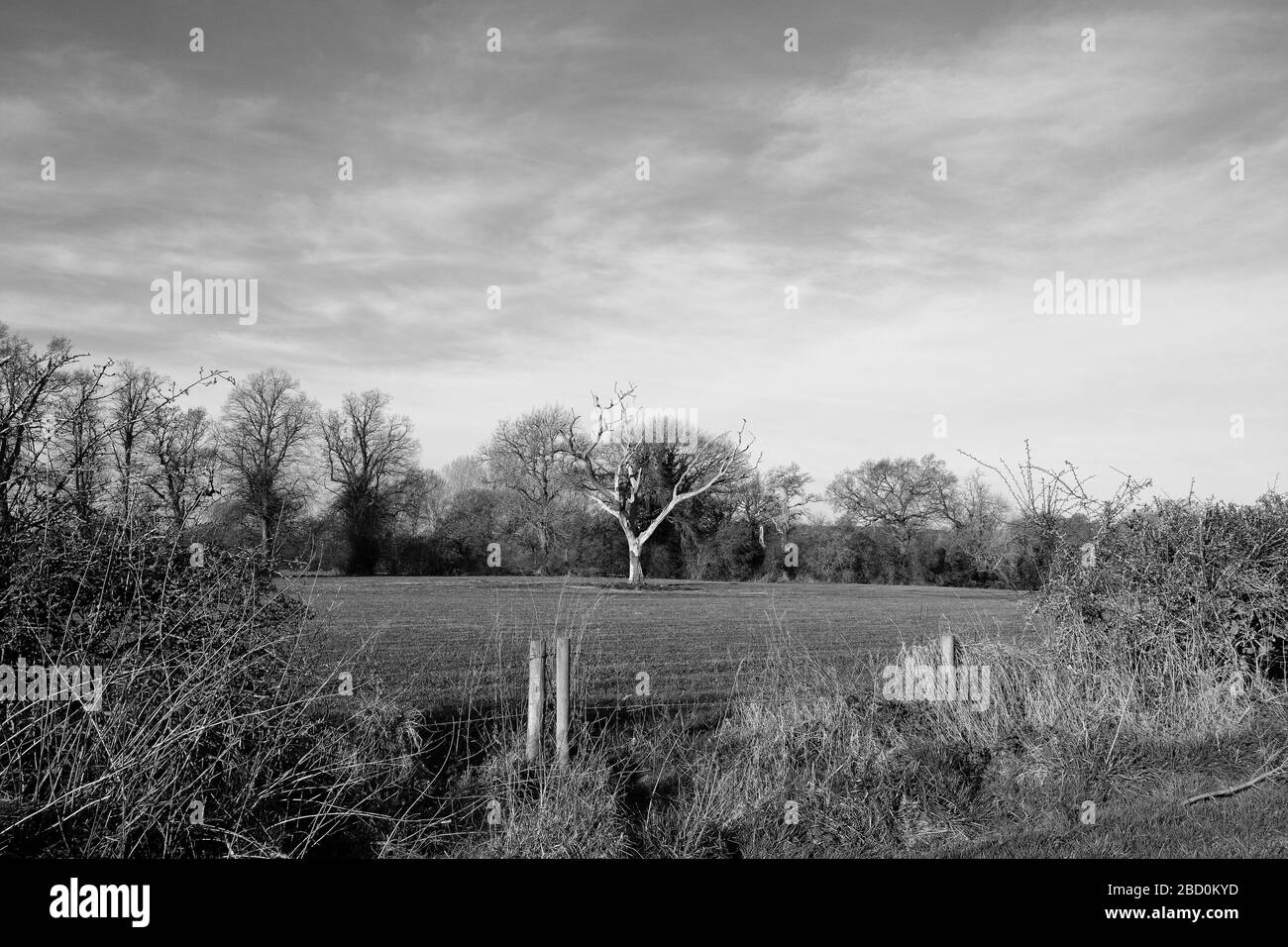 Rural Cheshire, mattina di primavera brillante, albero di quercia morto, sentiero, stile e ponte a piedi, sentiero pubblico, pubblico diritto di strada, cancello, nero e bianco. Foto Stock