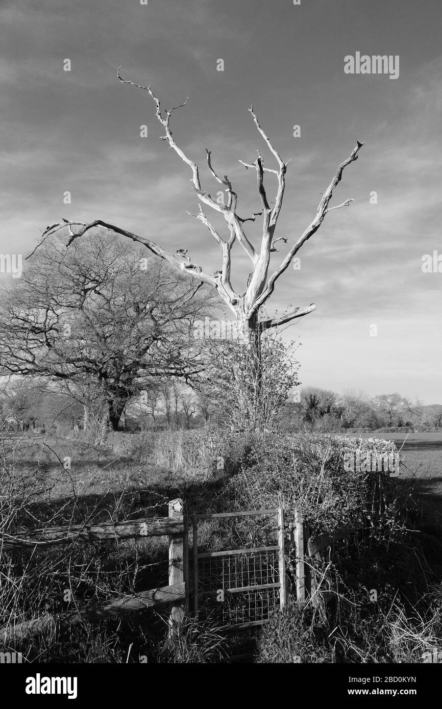 Rural Cheshire, mattina di primavera brillante, albero di quercia morto, sentiero, stile e ponte a piedi, sentiero pubblico, pubblico diritto di strada, cancello, nero e bianco. Foto Stock