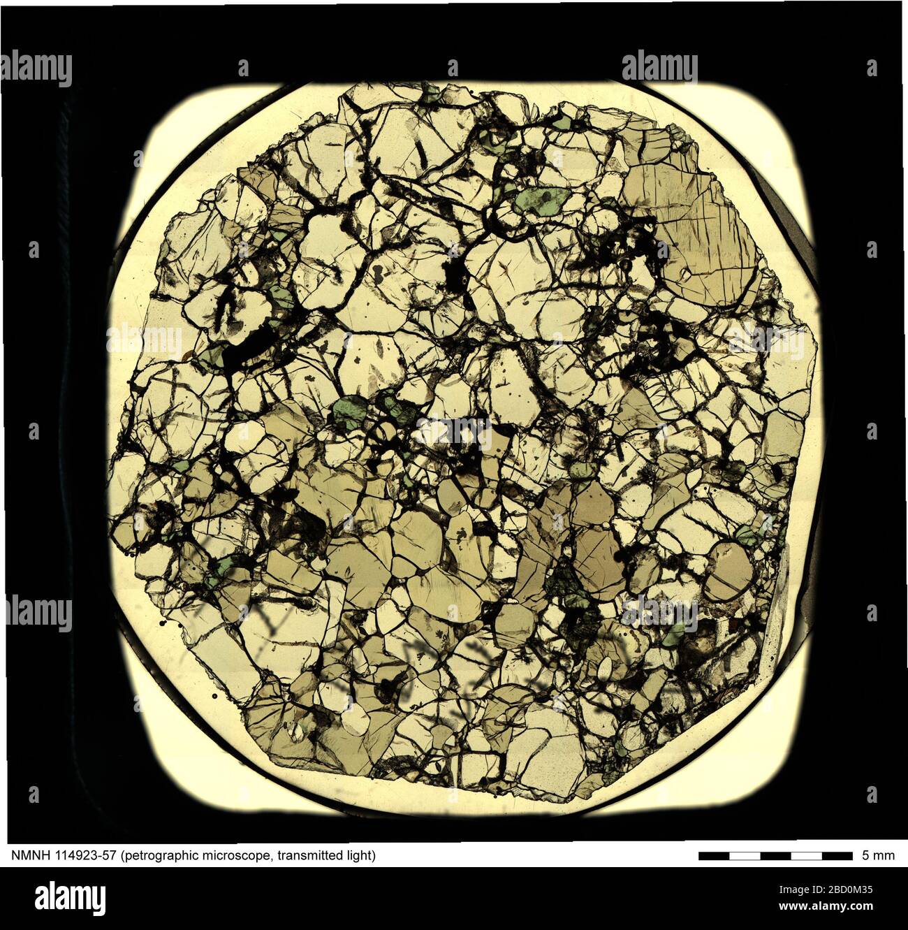 Micrografia a luce trasmessa di Lherzolite (114923-57) dalla National Rock & Ore Collection. Include etichetta e scala. Lherzolite Foto Stock