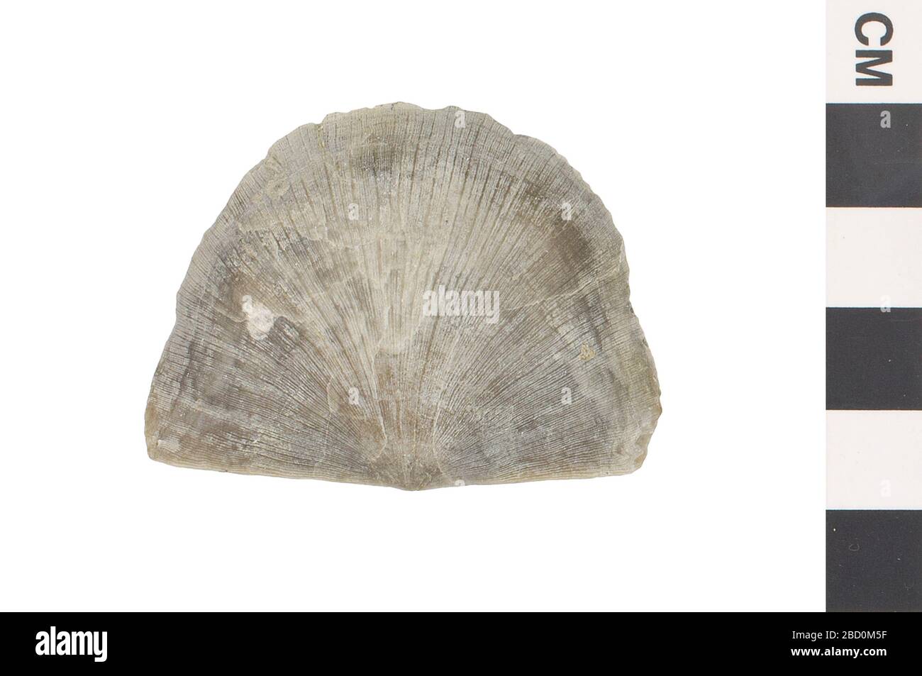 Brachiopod. Questo oggetto fa parte della collezione Education and Outreach, alcuni dei quali si trovano nel centro di formazione scientifica Q?rius e sono disponibili per See.Paleozoic - Ordovician114 Jan 20202020Bellevue EO055107 001.CR2 Foto Stock