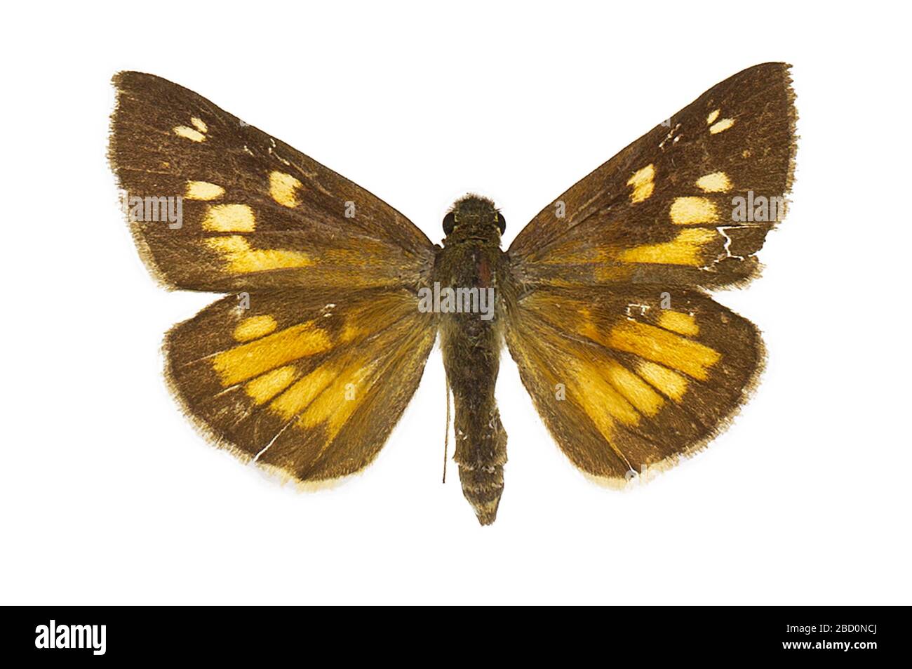 Skipper con trasmissione. EO 021318 Broad Winged Skipper Poanes viator Mask.jpg Foto Stock