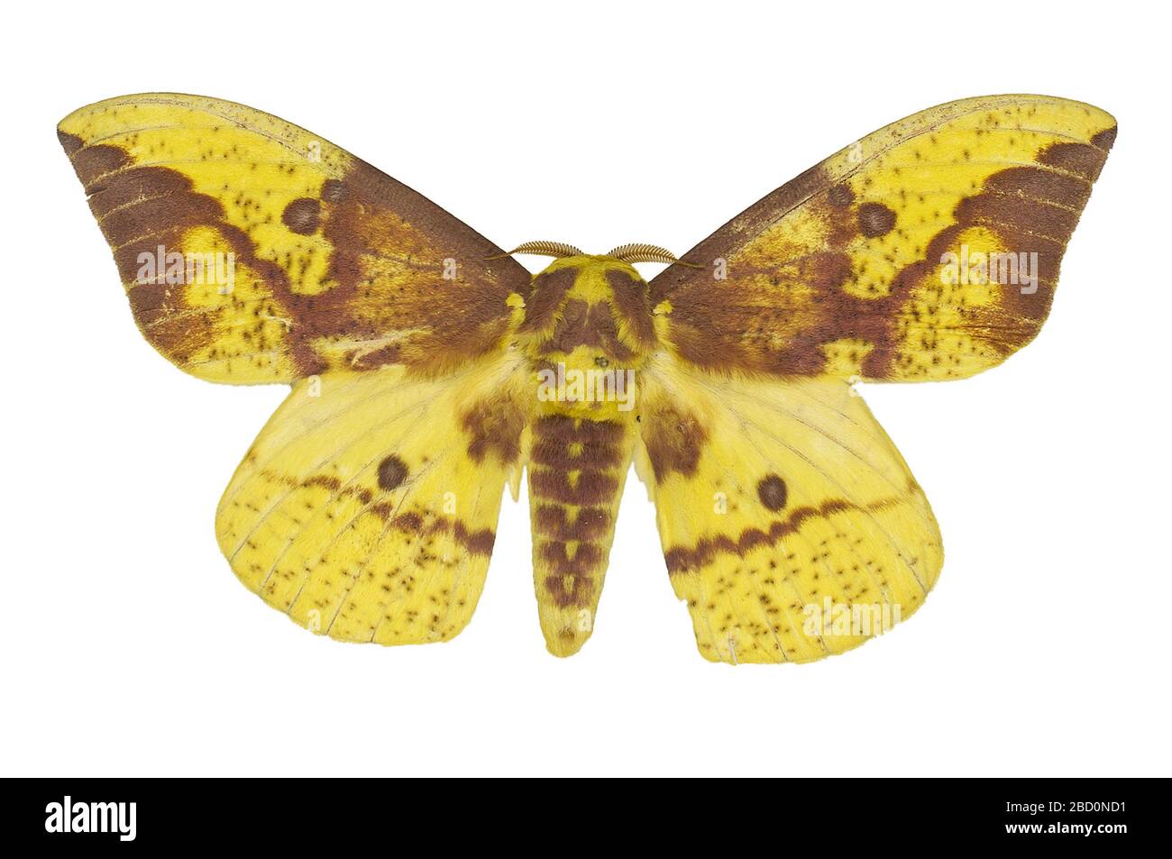 Imperial Moth. Questo oggetto fa parte della collezione Education and Outreach, alcuni dei quali sono nel centro di formazione scientifica Q?rius e disponibili per la consultazione.114 Gen 2020 EO 024920 Imperial Moth Eacles imperialis 001.CR2 Foto Stock