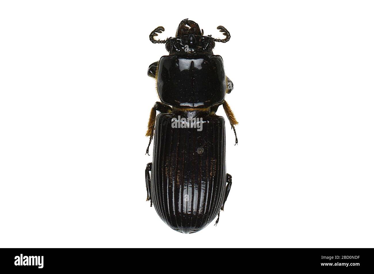 Eastern Bess Beetle Horned Passalus. EO 020817 Eastern Bess Beetle Odontotaenius disjunctus Mask.jpg Foto Stock