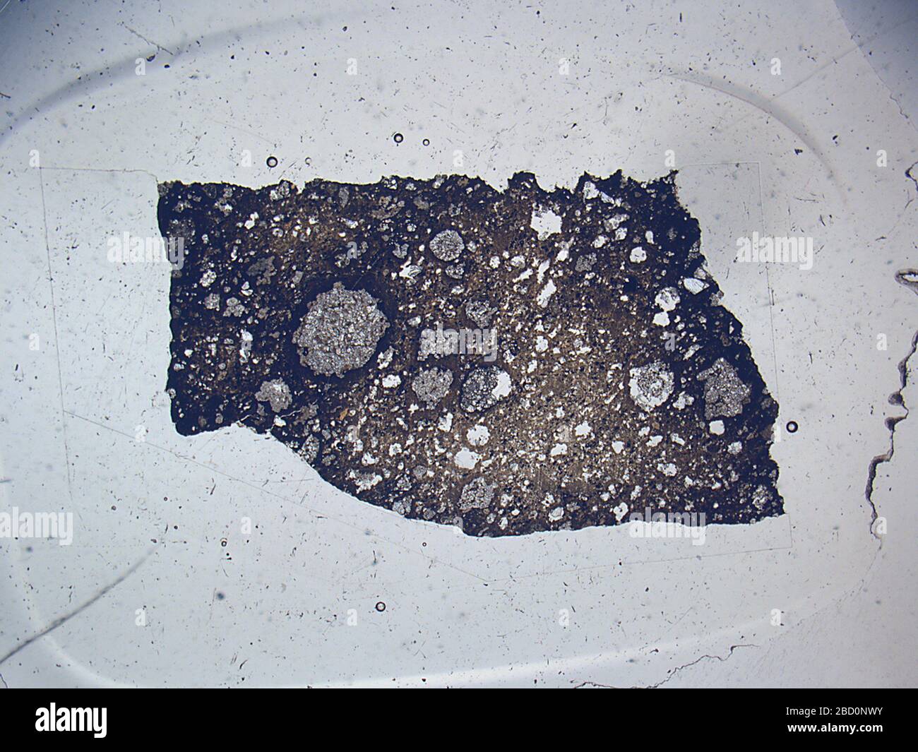 Murray. 31 maggio 201962549251 Murray Foto Stock