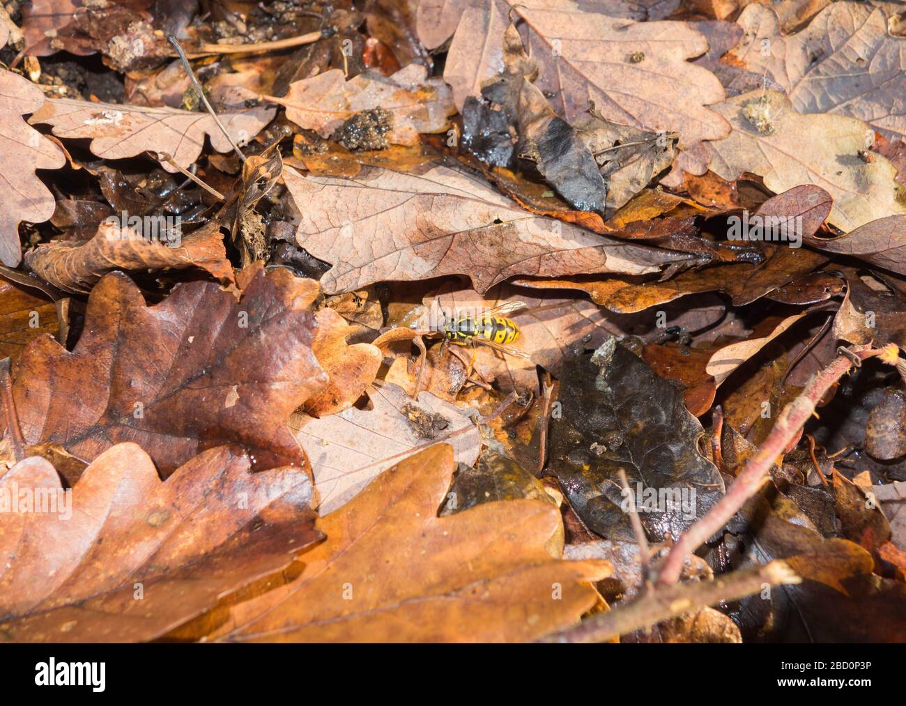 La Wasp tedesca o la Wasp europea (Vespula Germania) Woolhope Herefordshire. Novembre 2019. Foto Stock