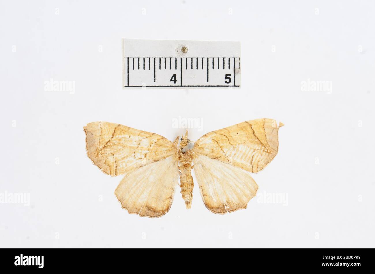 Cidaria gracilineata. 18 gen 20181 Cidaria gracilineata Foto Stock