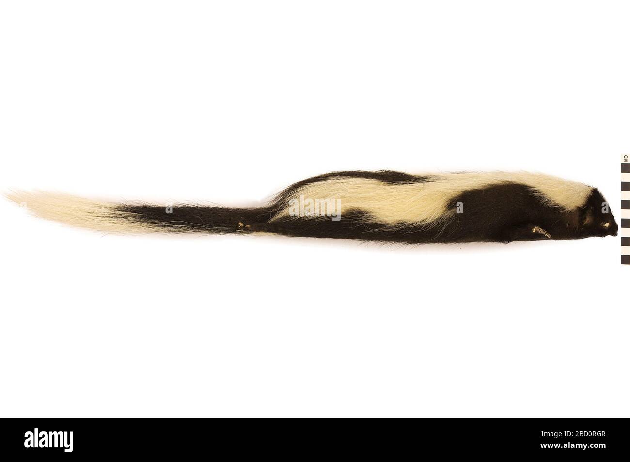 Skunk a righe. EO 067132 Striped Skunk Mephitis mephitis mephitis 001.jpg Foto Stock