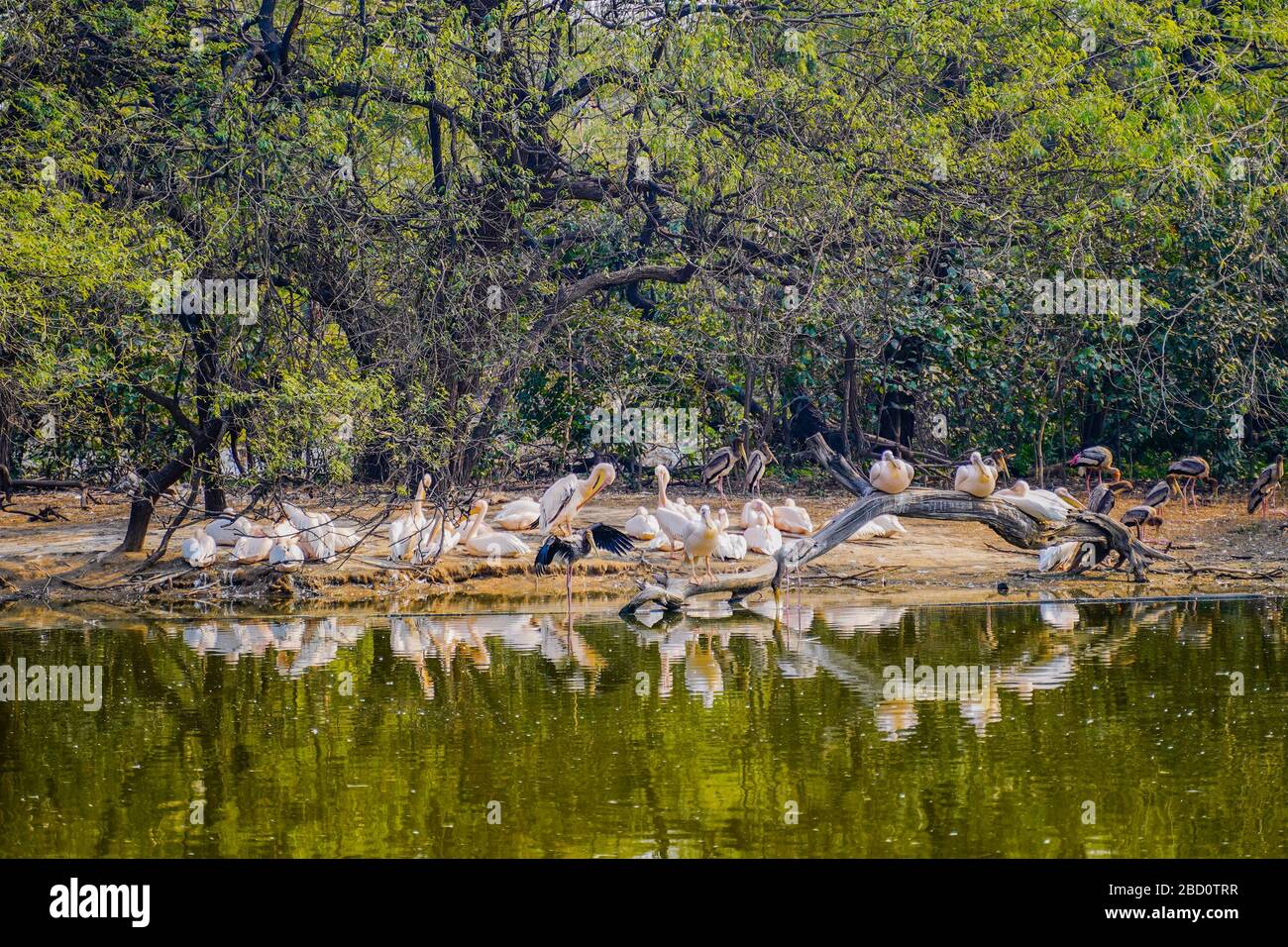 Il Parco Zoologico Nazionale è uno zoo di 176 ettari a Nuova Delhi, India. Una cittadella del XVI secolo, un'isola verde e una collezione di animali Foto Stock