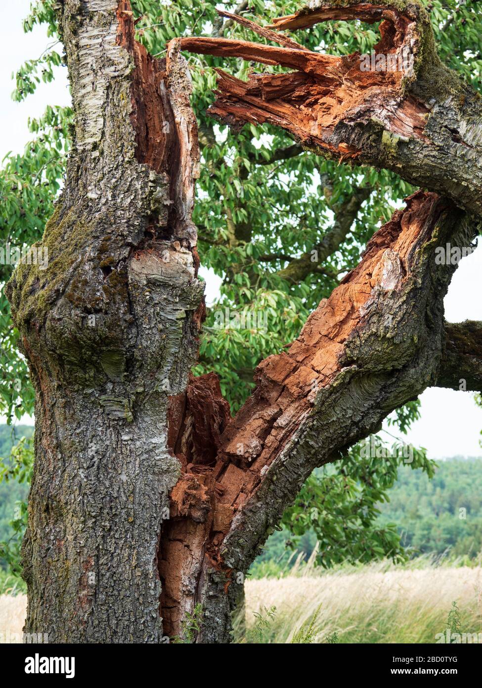 Alter abgebrochener Kirschbaum in der Region Mönchswald, Nähe Brombachsee, Altmühltal, Franken, Bayern, Deutschland Foto Stock