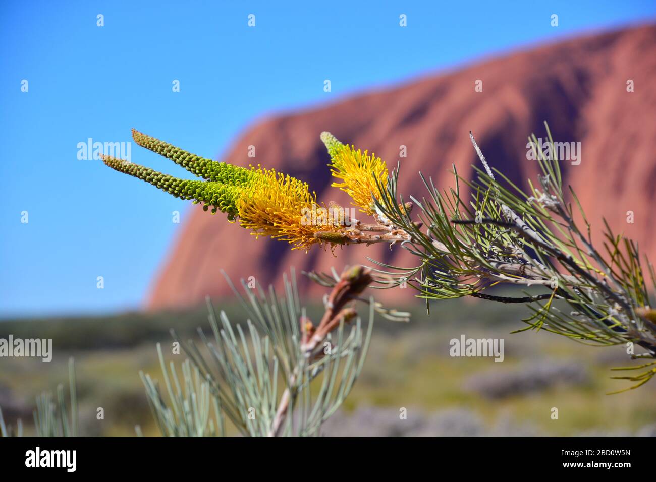 Uluru, Australia-Luglio 2019; macro vista di bella luce gialla Grevillea Moonlight fioritura contro sfondo sfocato di Ulura o Ayers Rock e trasparente bl Foto Stock