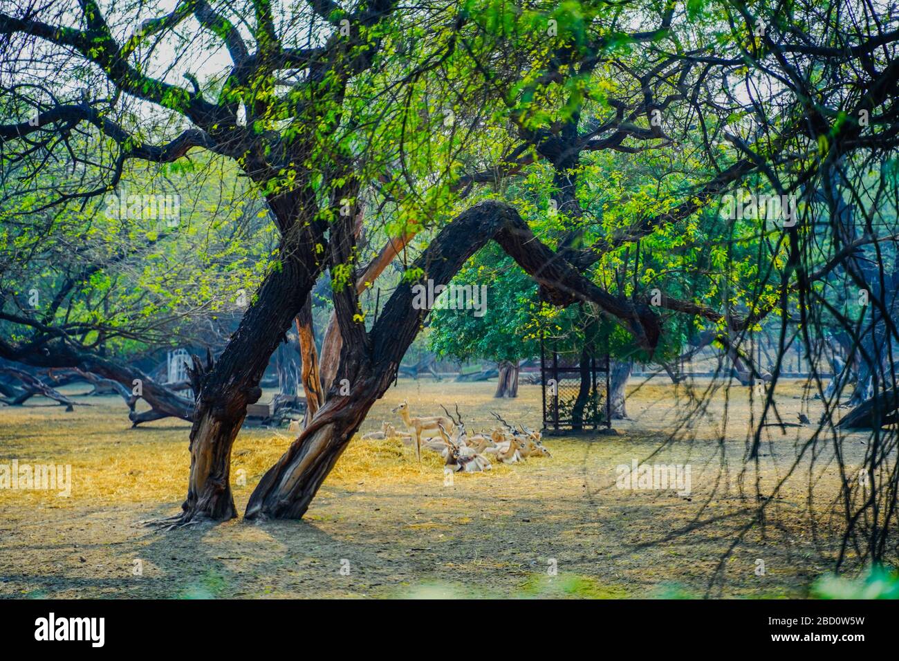 Il Parco Zoologico Nazionale è uno zoo di 176 ettari a Nuova Delhi, India. Una cittadella del XVI secolo, un'isola verde e una collezione di animali Foto Stock
