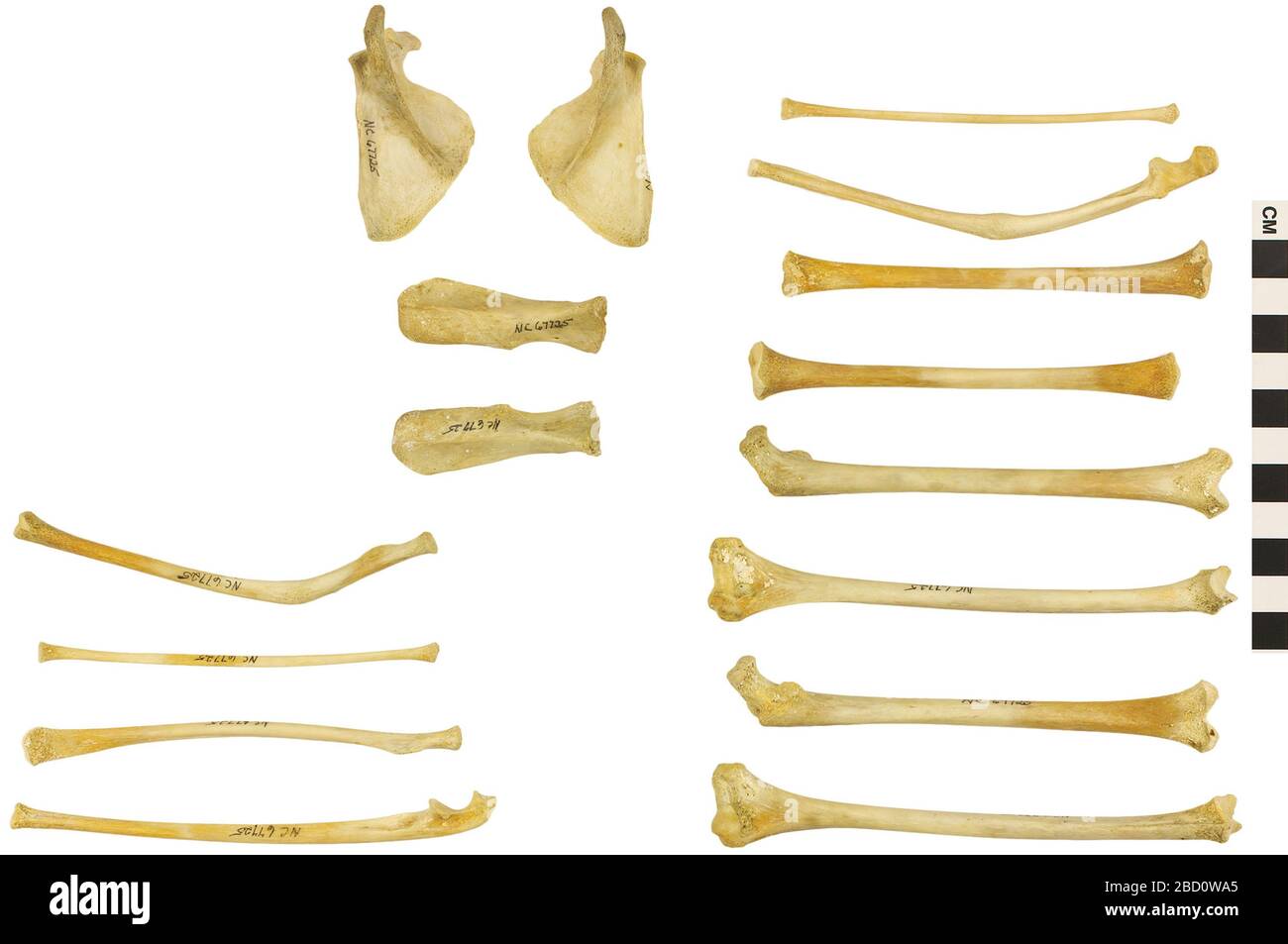 Humboldts Woolly Monkey. Questo oggetto fa parte della collezione Education and Outreach, alcuni dei quali sono nel centro di formazione scientifica Q?rius e disponibili per vedere.114 gennaio 2020 EO 067725 PC Humboltds Woolly Monkey Lagothrix lagotricha 001.jp Foto Stock