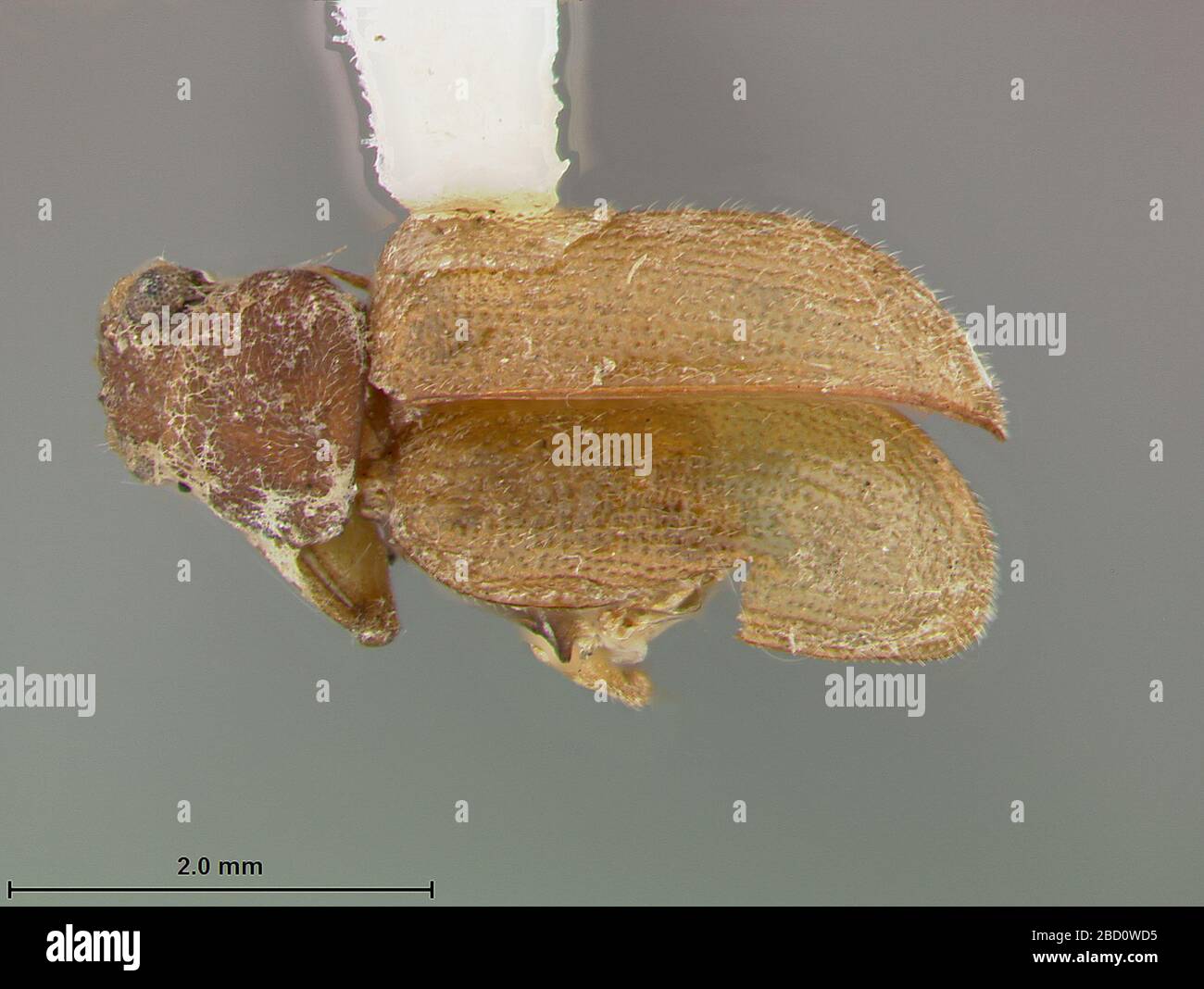 Xanthonia stevensi. /Moxnote colln 1940/2 Mar 20171 Xanthonia stevensi Foto Stock