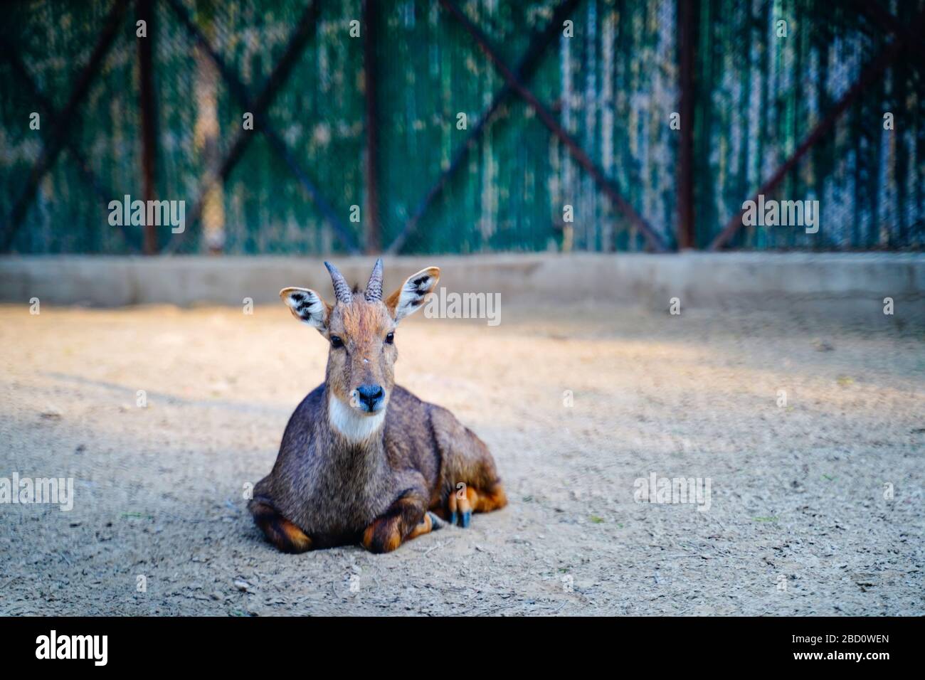 Il Parco Zoologico Nazionale è uno zoo di 176 ettari a Nuova Delhi, India. Una cittadella del XVI secolo, un'isola verde e una collezione di animali Foto Stock