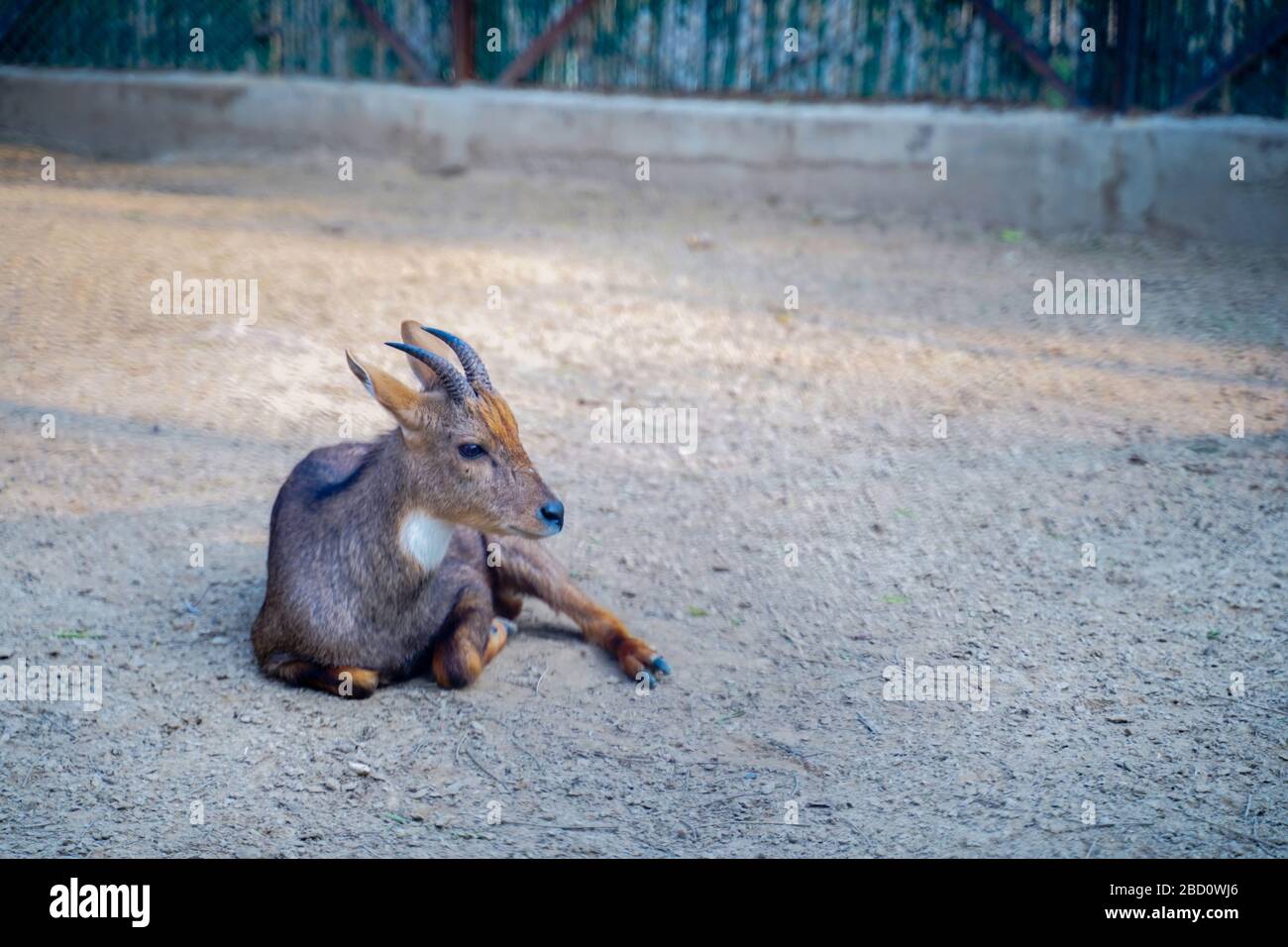 Il Parco Zoologico Nazionale è uno zoo di 176 ettari a Nuova Delhi, India. Una cittadella del XVI secolo, un'isola verde e una collezione di animali Foto Stock