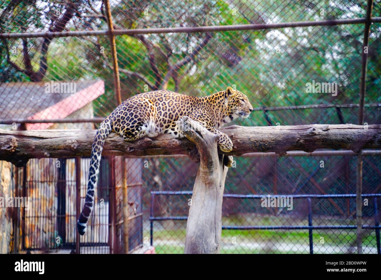 Il Parco Zoologico Nazionale è uno zoo di 176 ettari a Nuova Delhi, India. Una cittadella del XVI secolo, un'isola verde e una collezione di animali Foto Stock