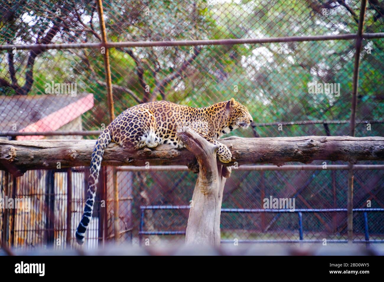 Il Parco Zoologico Nazionale è uno zoo di 176 ettari a Nuova Delhi, India. Una cittadella del XVI secolo, un'isola verde e una collezione di animali Foto Stock