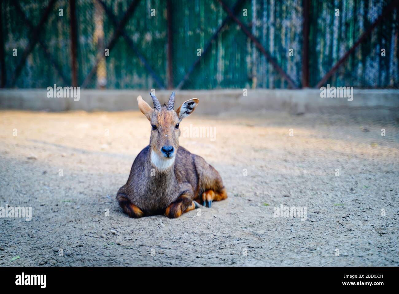 Il Parco Zoologico Nazionale è uno zoo di 176 ettari a Nuova Delhi, India. Una cittadella del XVI secolo, un'isola verde e una collezione di animali Foto Stock