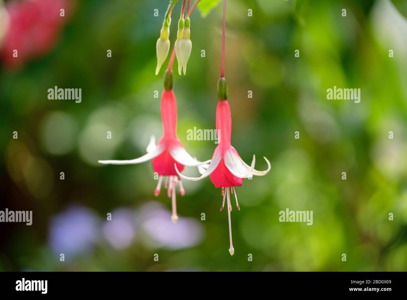 Fucsia piante da fiore, Northumberland, UK. Foto Stock