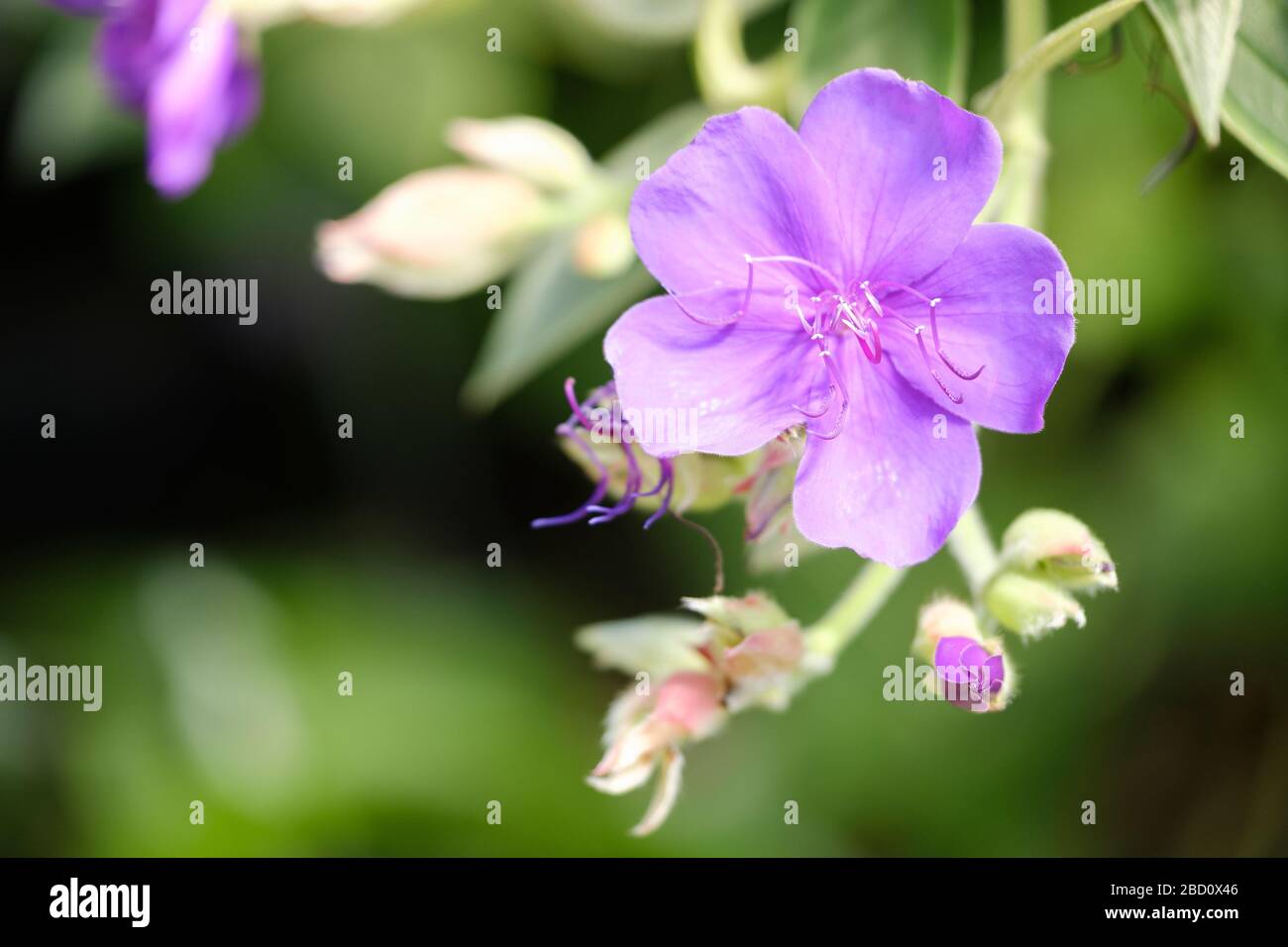 Melastomataceae tibuchina fiore singolo primo piano. Foto Stock