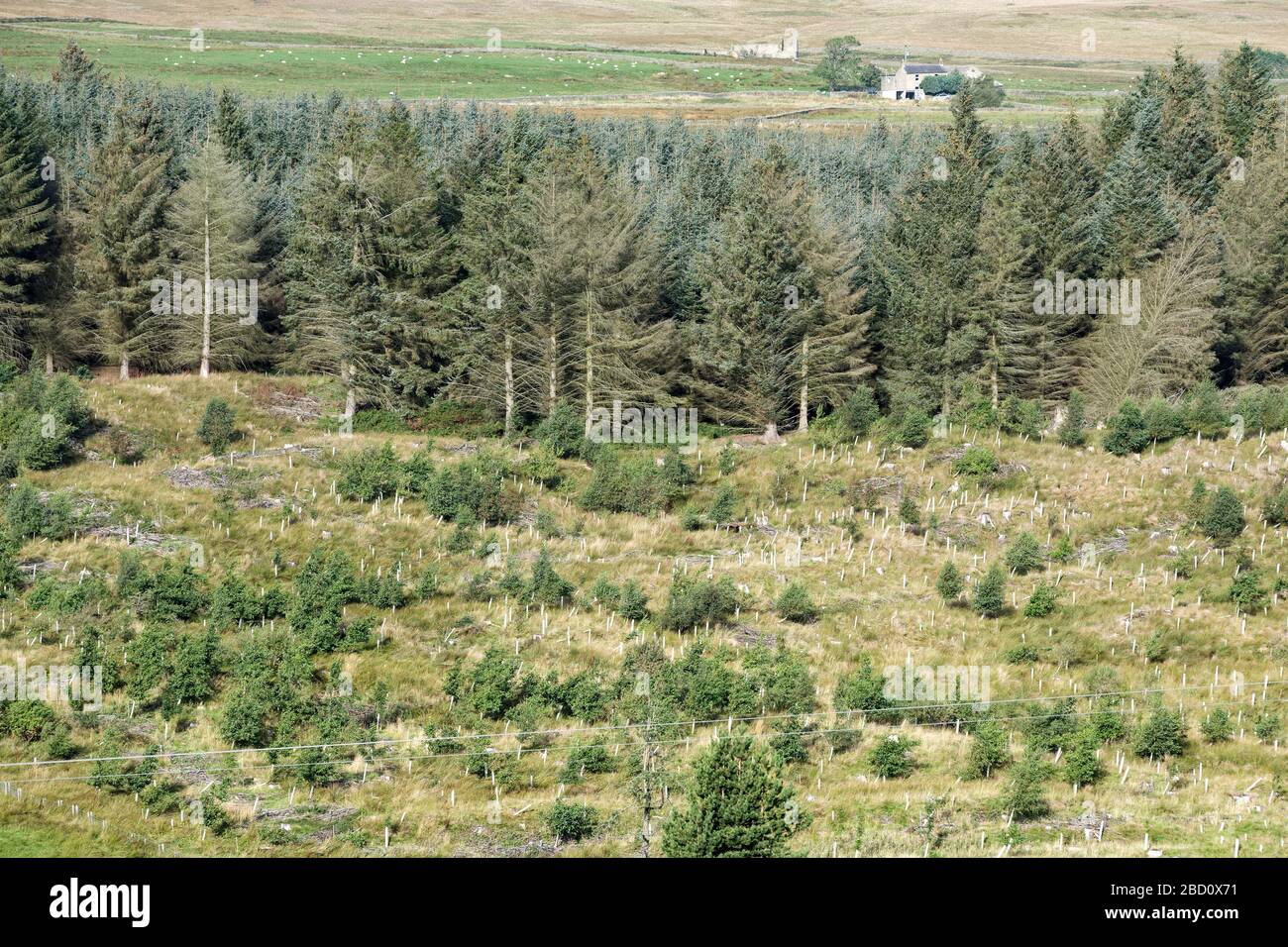 Tree Felling nel Northumberland. Regno Unito, Foto Stock