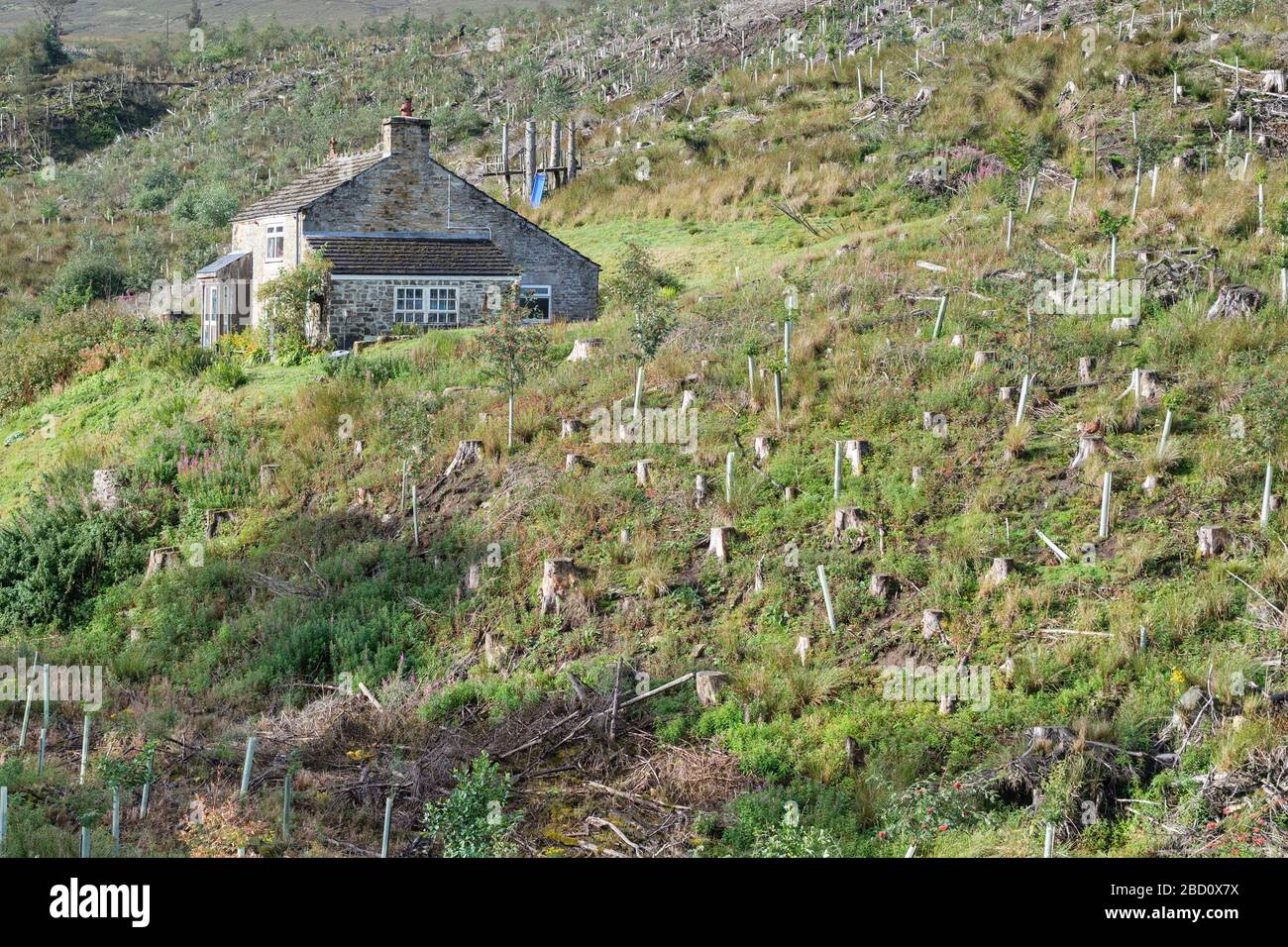 Tree Felling nel Northumberland. Regno Unito, Foto Stock