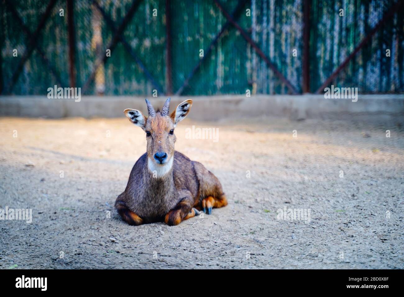 Il Parco Zoologico Nazionale è uno zoo di 176 ettari a Nuova Delhi, India. Una cittadella del XVI secolo, un'isola verde e una collezione di animali Foto Stock
