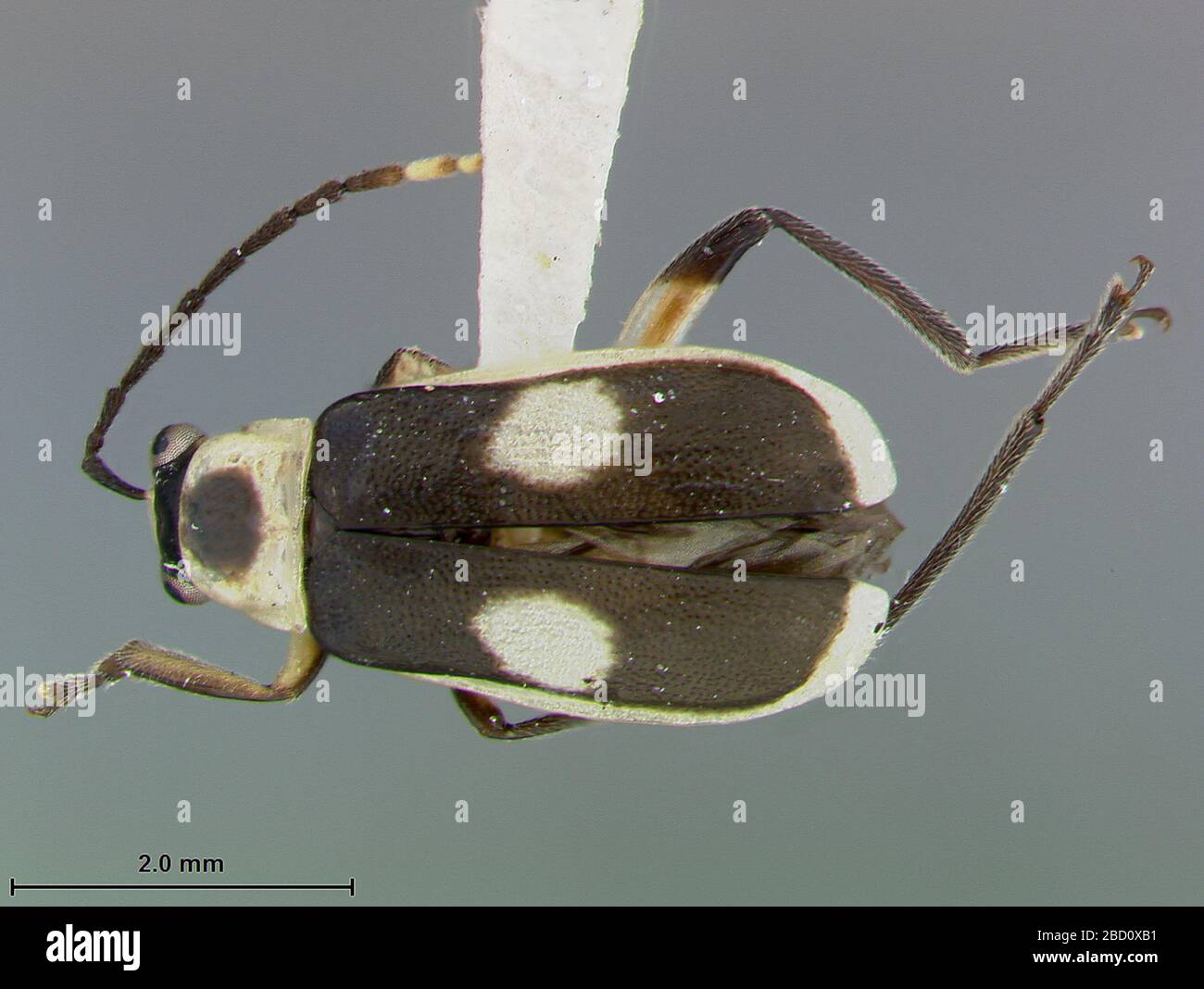Islandese oceras biplagiatum. Etichetta: Mulford bio expl. 1921-22 / dissezioni sui capelli + punto2 Mar 20171 Isloceras biplagiatum Foto Stock
