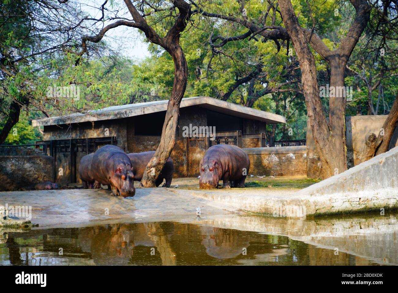 Il Parco Zoologico Nazionale è uno zoo di 176 ettari a Nuova Delhi, India. Una cittadella del XVI secolo, un'isola verde e una collezione di animali Foto Stock