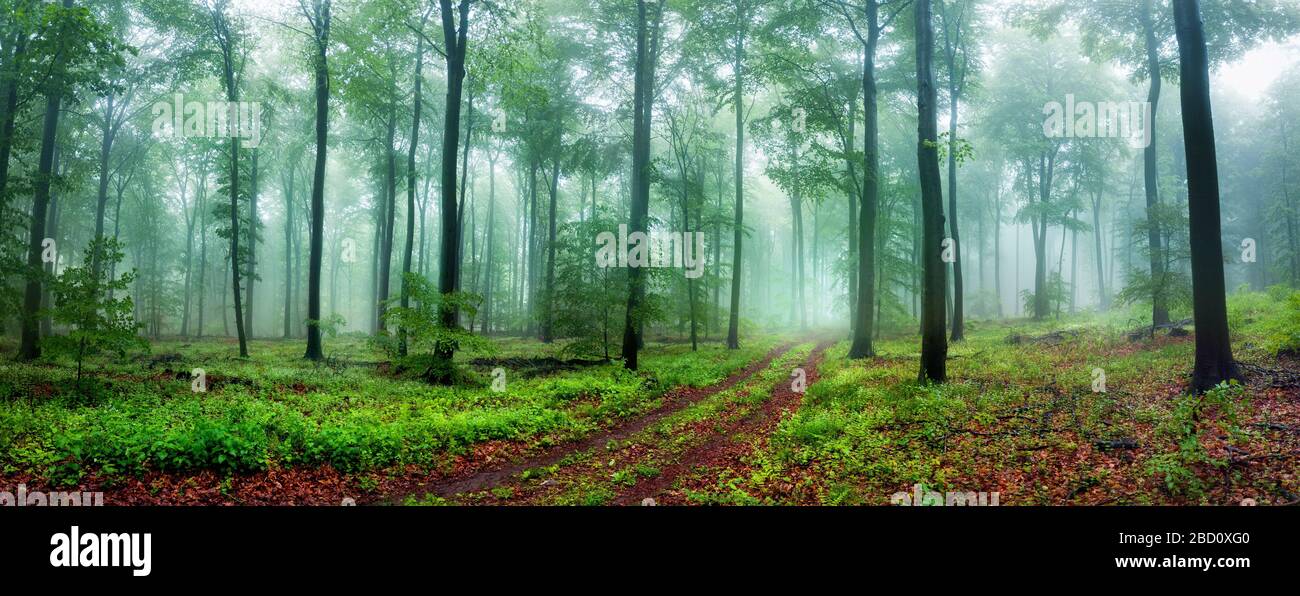 Scenario panoramico della foresta da sogno con un sentiero che invita a fare una passeggiata rilassante, con una bella luce soffusa e nebbia Foto Stock