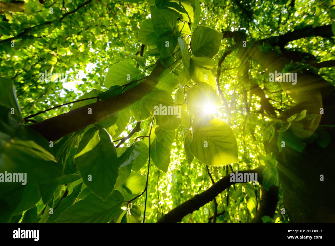 Vista dall'occhio dei vermi di splendidi alberi e rami con un vibrante fogliame verde e il sole splendente attraverso di essi Foto Stock