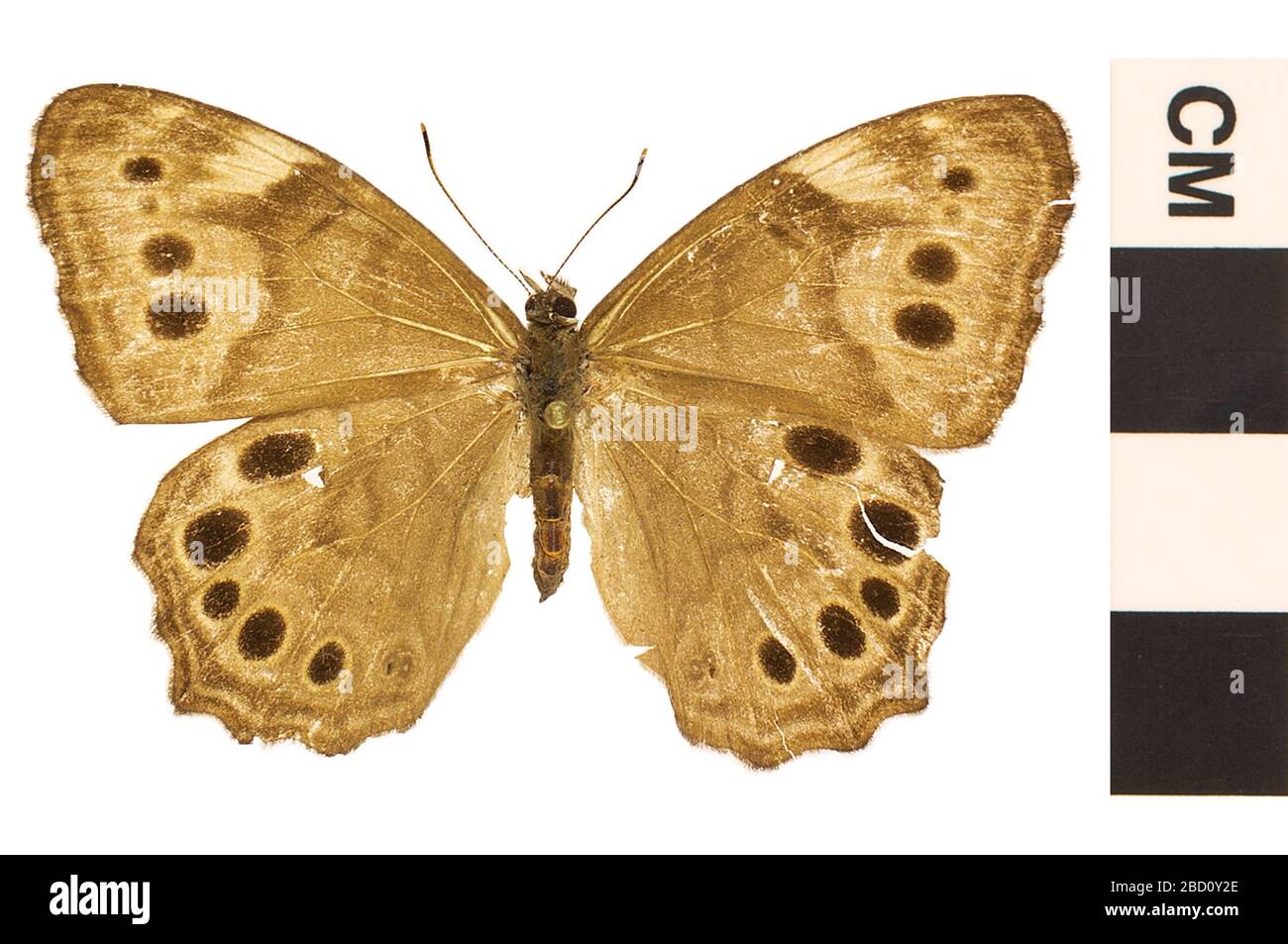 Northern Pearlyeye. EO 026728 Northern Pearly Eye Lethe anthedon 001.jpg Foto Stock