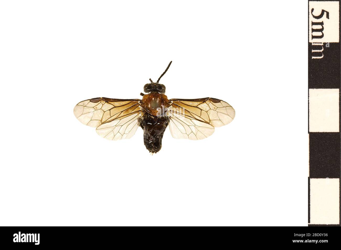 Sawfly comune di cenere decapitata. EO 021876 Common Sawfly Tethidae cardigera 001.jpg Foto Stock