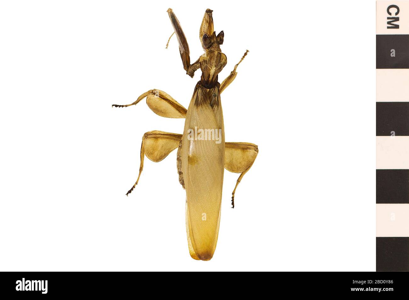 Malese Orchidea Mantis. EO_400806_Malaysian_Orchid_Mantis_Hymenopus_coronatus_001.jpg Foto Stock