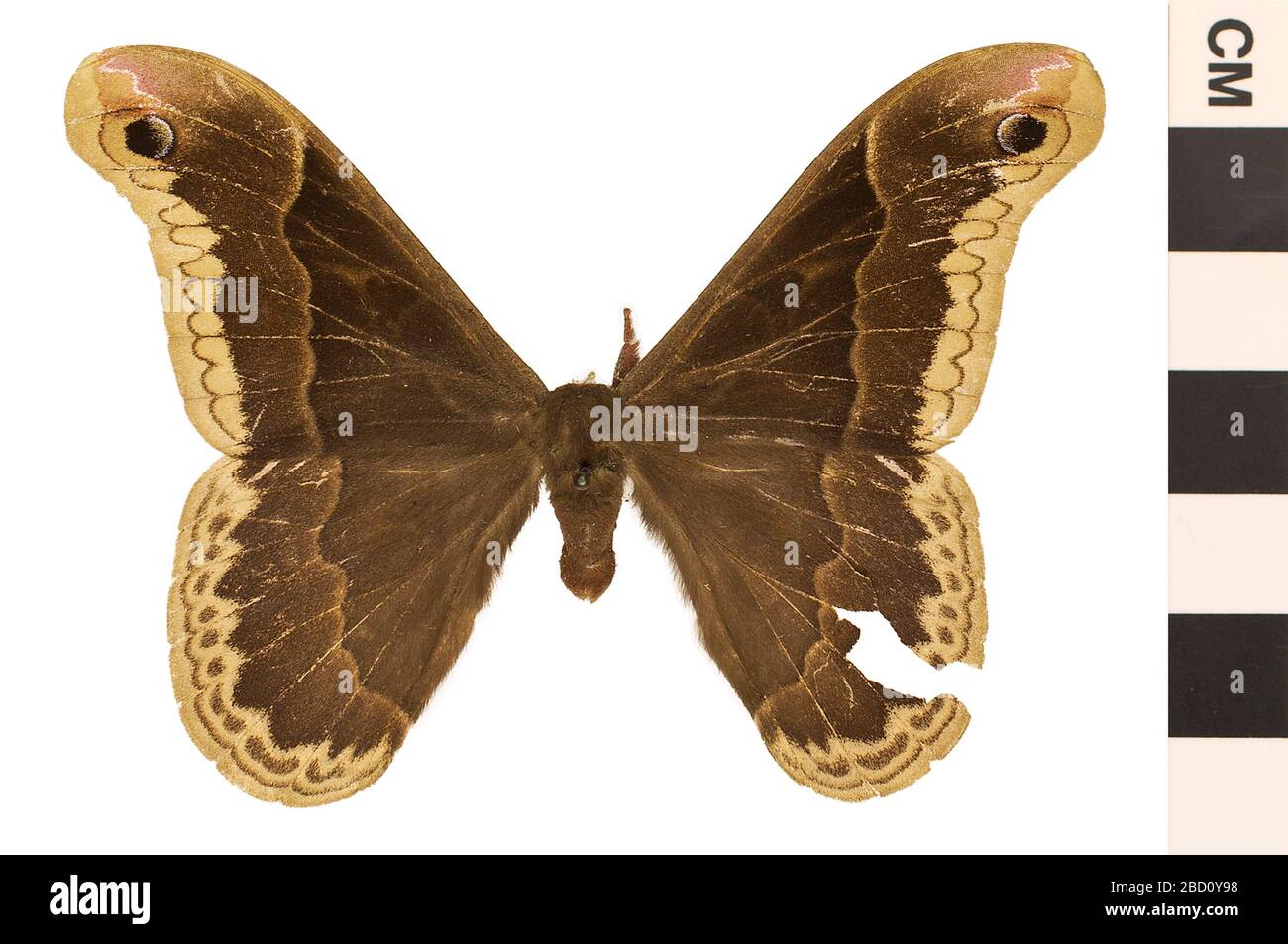 Promethea Moth. EO 024641 Promethea Moth Callosamia promethea 001.jpg Foto Stock