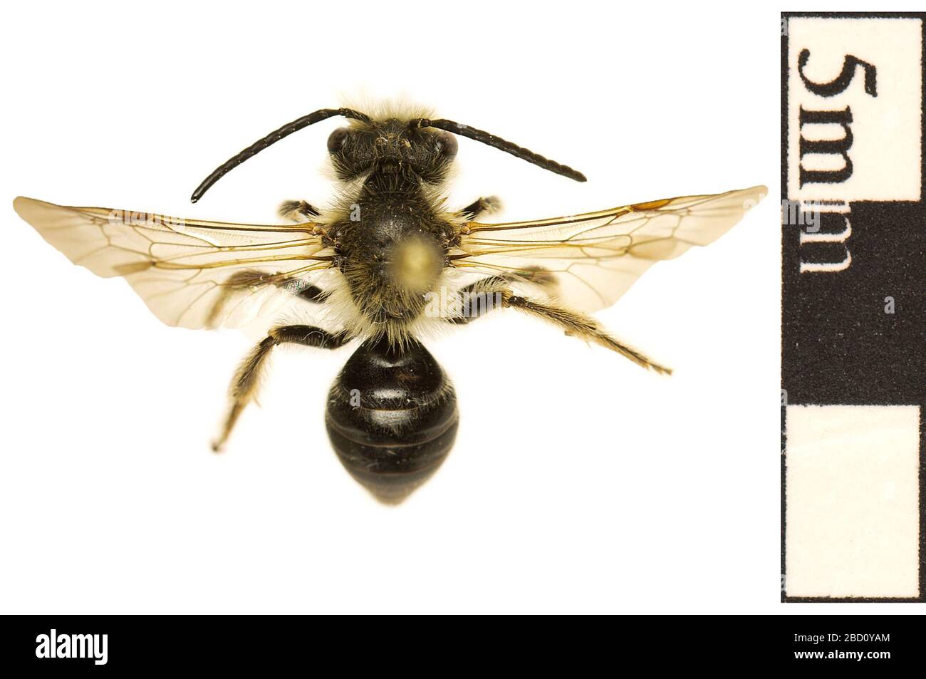 Ape. EO 400758 Bee Apoidea 001.jpg Foto Stock