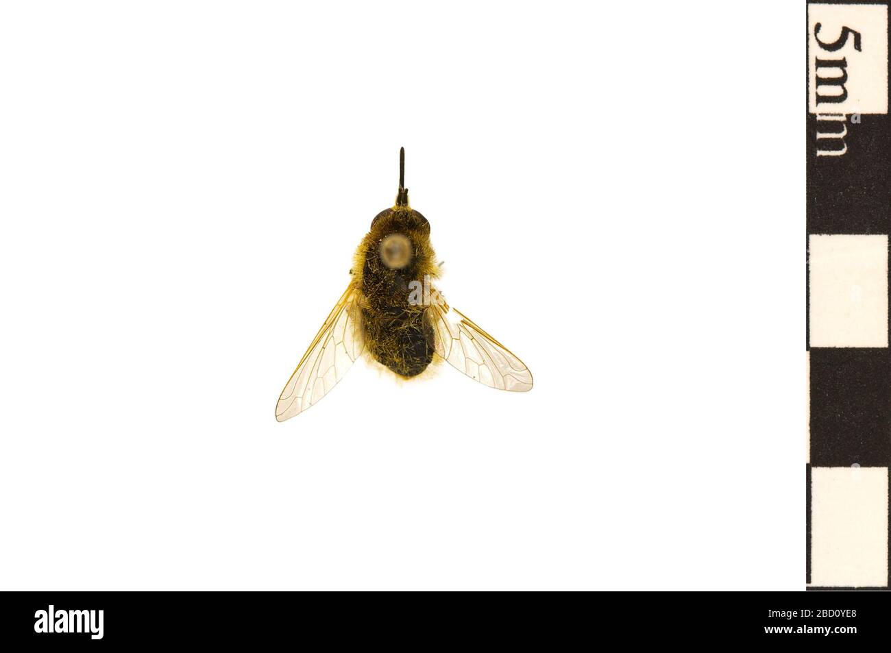 Bee Fly. EO 400378 Bee Fly Bombyliidae 001.jpg Foto Stock