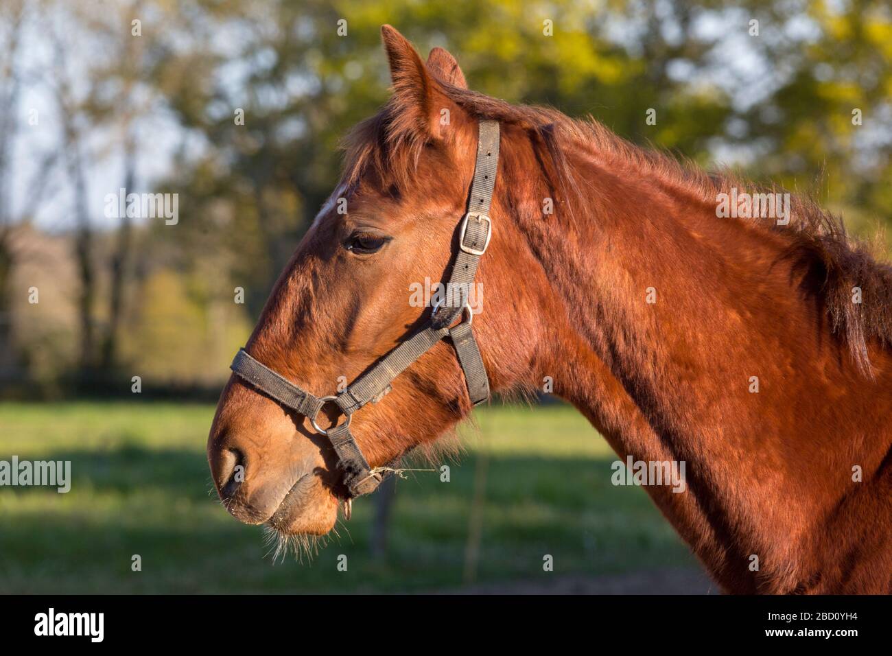testa di un giovane cavallo bruno con una balena Foto Stock